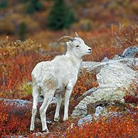 Dalls schaap / dunhoornschaap (Ovis dalli) in de herfst, Denali NP, Alaska, USA